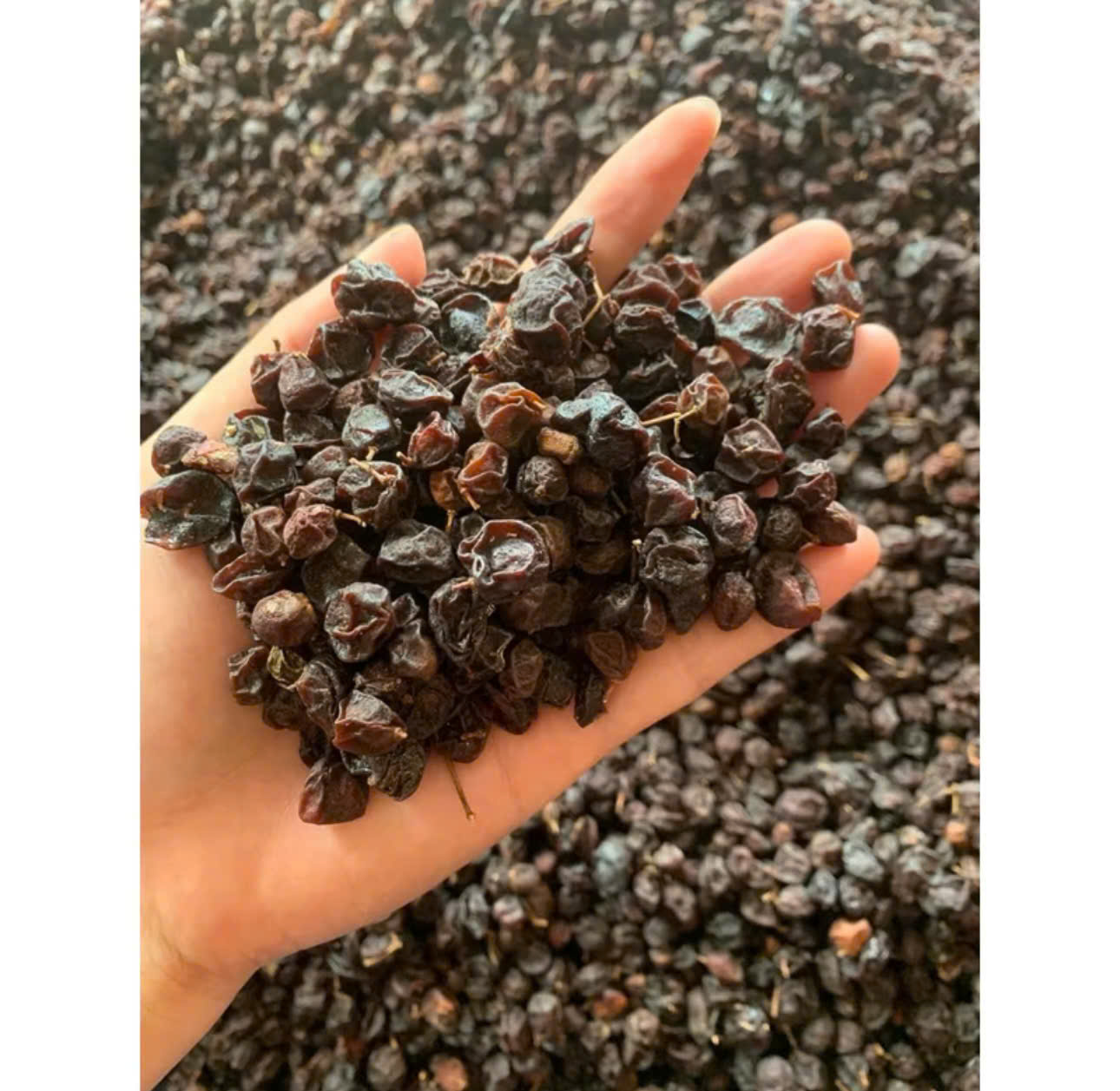 Quả mắc mật (móc mật)